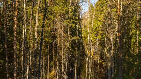 Sunlit conifer forest — Stillmotion