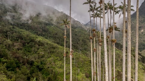 Cloudy valley with tall palm trees — Stillmotion