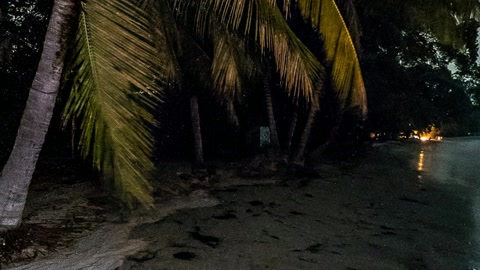 Palm-lined night shoreline — Stillmotion