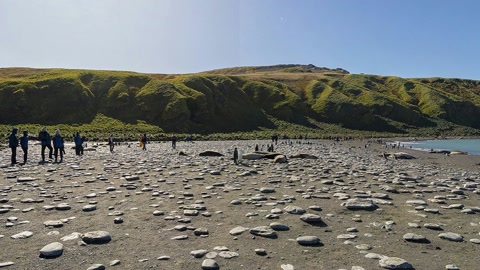 Penguin colony on rocky beach — Stillmotion