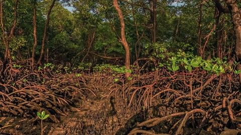 Broadleaf forest by the sea at sunset — Stillmotion