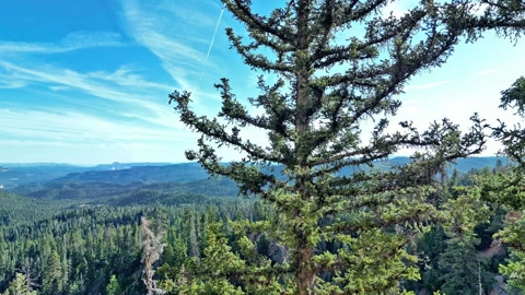 Canyon cliffs with forested slopes — Stillmotion