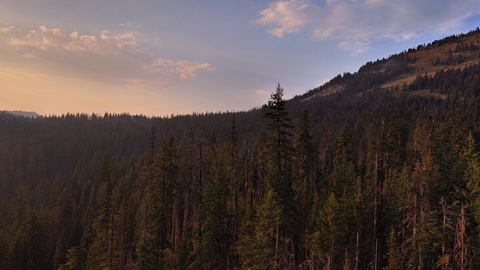 Forest valley at sunset — Stillmotion