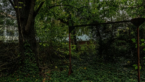 Broadleaf forest with abandoned brick ruin — Stillmotion