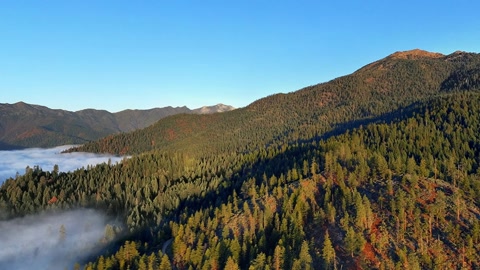Fog over forested valley — Stillmotion
