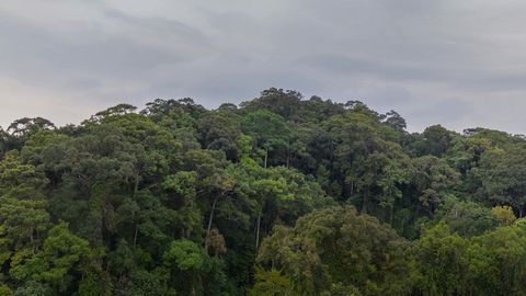 Lush rainforest hills with misty canopy — Stillmotion