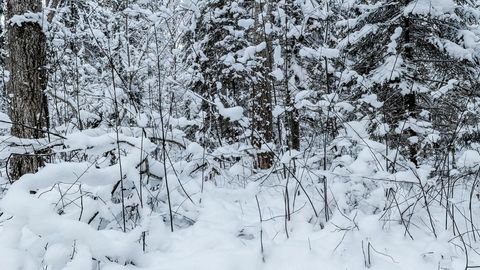 Snow-covered broadleaf forest in winter — Stillmotion