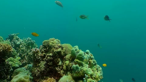 Underwater coral reef scene — Stillmotion