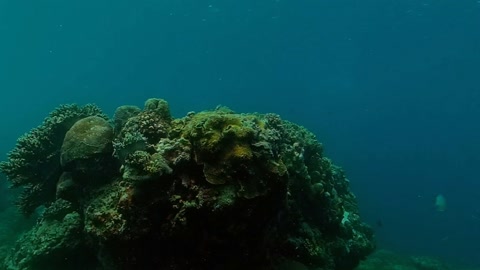 Underwater coral reef scene — Stillmotion