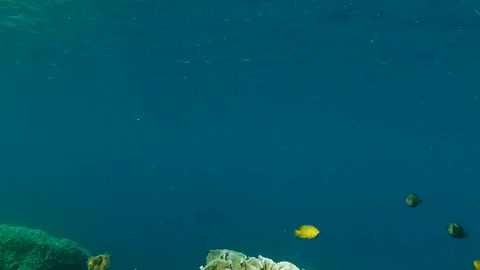 Underwater coral reef with fish — Stillmotion