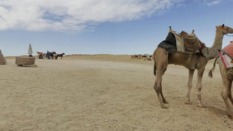 Camels near desert pyramids — Stillmotion