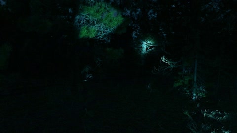 Night forest with aurora glow — Stillmotion
