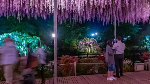 Night boardwalk under hanging blossoms — Stillmotion